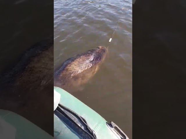 #рыбалка #медвеь #охота