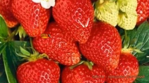 Земляника садовая Фэвори (fragaria favori) ? Фэвори обзор: как сажать, рассада земляники Фэвори