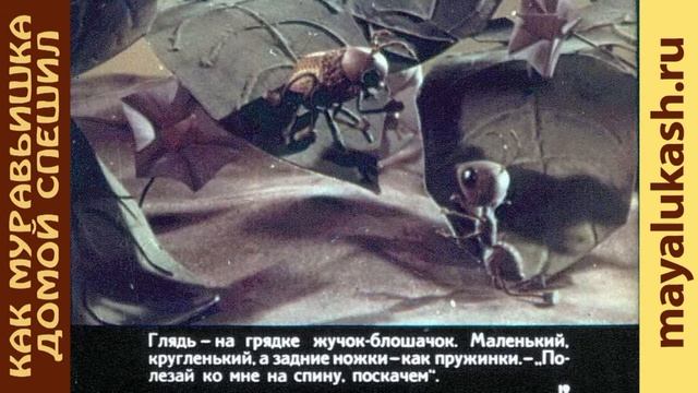 Как муравьишка домой спешил. Виталий Бианки. Детская сказка смотреть онлайн