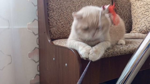 Спокойно посидеть не получилось...😺#котики #кошки #кот #cats #funnycats смотреть онлайн