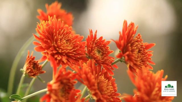 Chrysanthemum orange flower смотреть онлайн
