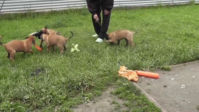 Питомник малинуа "Malinki-K9" www.2017102.ru смотреть онлайн