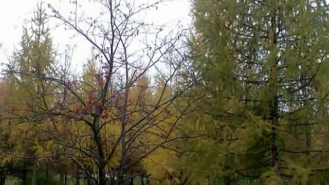 Елена Камбурова - Дождик осенний смотреть онлайн