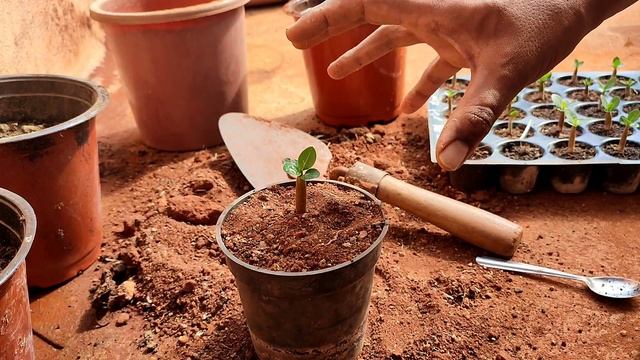 Arabicum Adenium Potting Mix