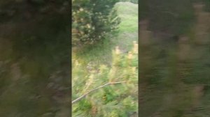 сбор сосновой шишки где и как.