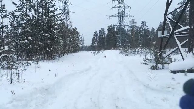 Брюс, американский булли , 1 год и 7 месяцев смотреть онлайн