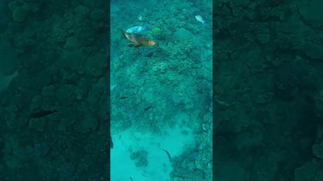 Египет. Коралловые рифы в бухте Sharks bay. Snorkelling with fish in the Red sea at Sharm-El-Sheik смотреть онлайн