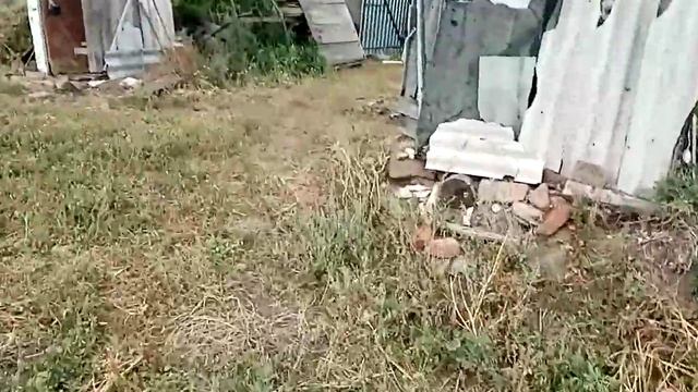 ножи для триммера из полотна бензопилы для бурьяна смотреть онлайн