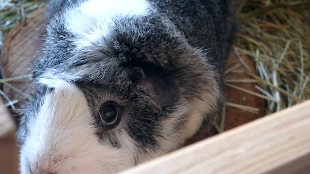 6 Awesome Facts About Guinea Pigs смотреть онлайн