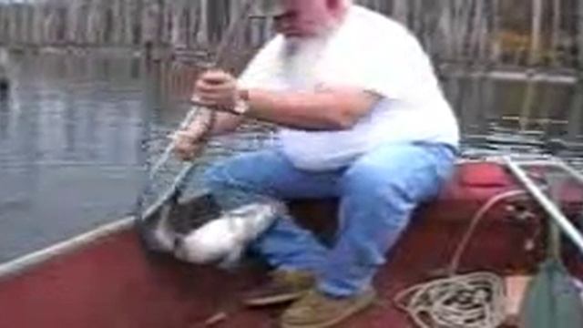 Berkley Gulp !!.wmv смотреть онлайн