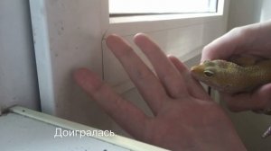 Что не стоит делать с эублефарами?Как кусаются эублефары ?