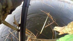 Ловля крупного карася на боковой кивок в камышах. Удочка Tica Premiere 4.80 м  с/к