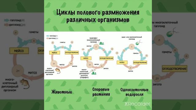 УРОК БИОЛОГИИ. Продолжение рода смотреть онлайн