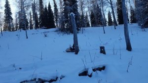 Гусеницы полярник на буран