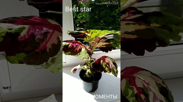Колеус "Мозаика". смотреть онлайн