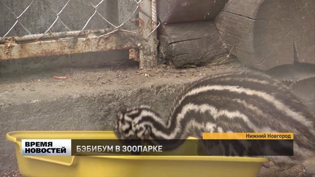 Стра­у­ся­та Эму ро­ди­лись в ни­же­го­род­ском «Лим­по­по» смотреть онлайн