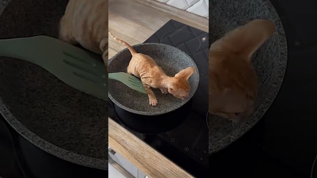 как приготовить кота смотреть онлайн