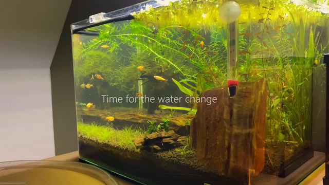 Maintaining : No Filter, No CO2 & No Ferts Aquarium