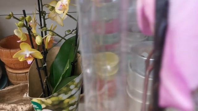У нас в Сочи потрясающий завоз орхидей! ?? смотреть онлайн