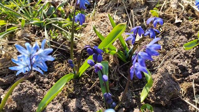 Апрельские пролески смотреть онлайн