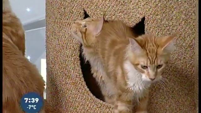 Домики для кошек смотреть онлайн