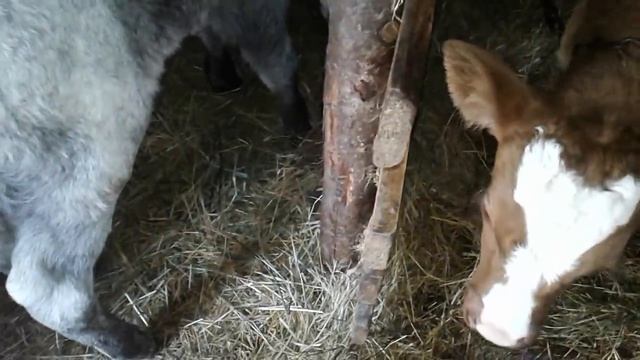 ДВА АНТИБРЫКА,ДВА ТЕЛЕНКА,ДВЕ ТЕЛКИ И МНОГО КОРОВ!