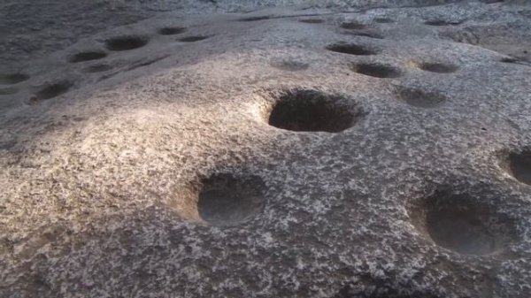 Yosemite Nature Notes - 17 - Black Oaks