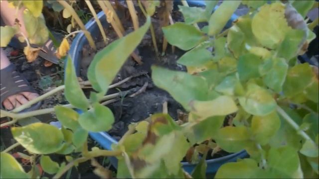 Посадка картошки в ведра . Результат эксперимента. смотреть онлайн