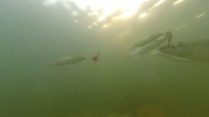 Поклевка пеленгаса, подводная съемка полная версия