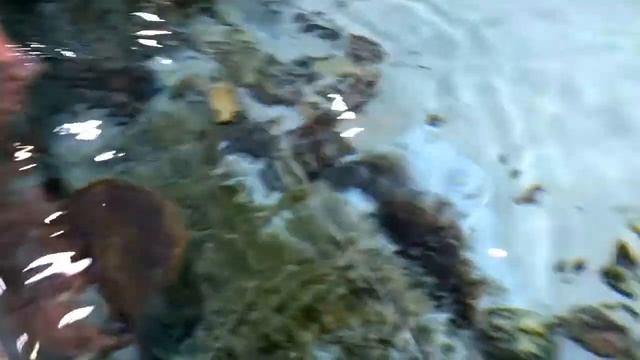 Москвариум. Серия 15. Саламандра, кораллы, прозрачный туннель под водой. смотреть онлайн