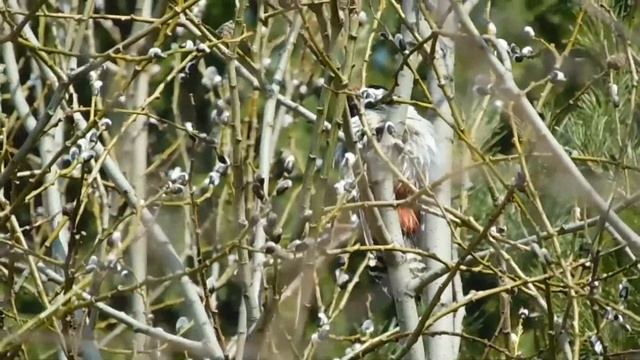 У дятла банный день. смотреть онлайн