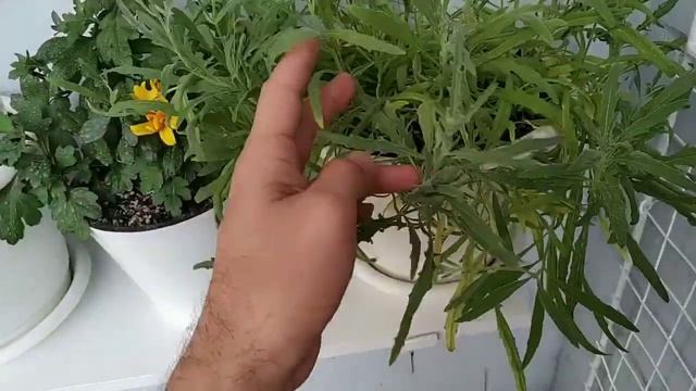 МАТТИОЛА Вечерний Аромат(ночная фиалка) . Уход и особенности выращивая на открытой лоджии. Часть 8