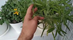 МАТТИОЛА Вечерний Аромат(ночная фиалка) . Уход и особенности выращивая на открытой лоджии. Часть 8