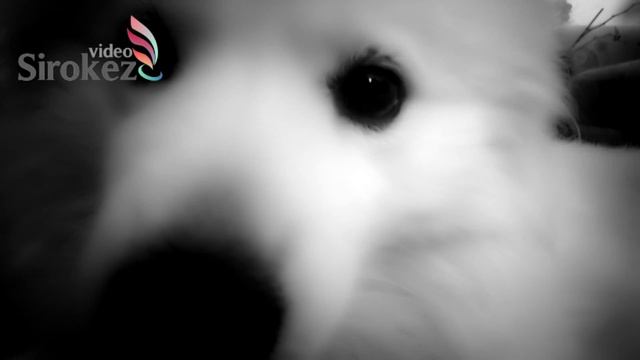 Самоед и SPA услуги смотреть онлайн