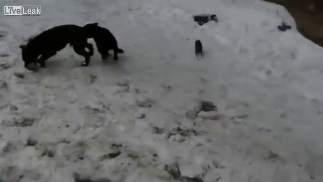Собаки против крыс / Dogs against rats смотреть онлайн