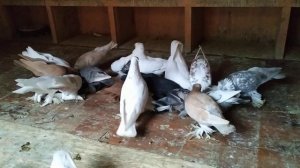 Голуби что делать при Е-коли «сухотке» малышей.