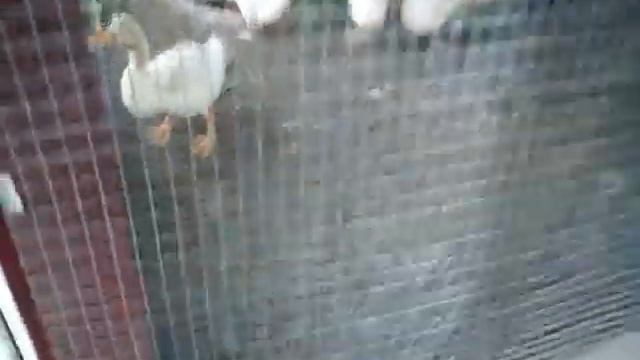 Любимая дача Утро и вечер на даче,что на ужин,утки ,перепелки,Муся чудит смотреть онлайн