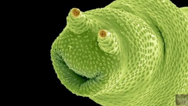 Удивительные фото микромира. The microscopic world.