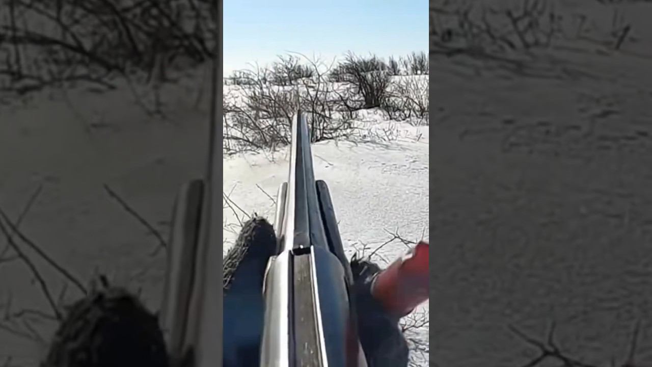 Добыл зайца двойка в контейнере. А какими патронами Вы стреляете Зайцев? #охота #охотаназайца смотреть онлайн