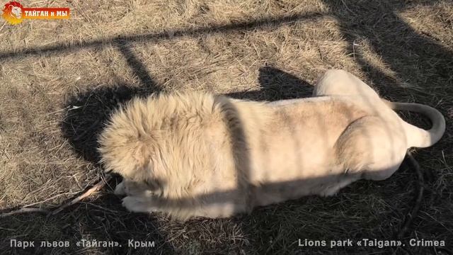 Свобода Олега Зубкова - залог хорошего настроения львов. Тайган. Life Of Lions. Taigan.