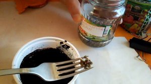 Бересклет европейский - размножение семенами - стратификация и посадка