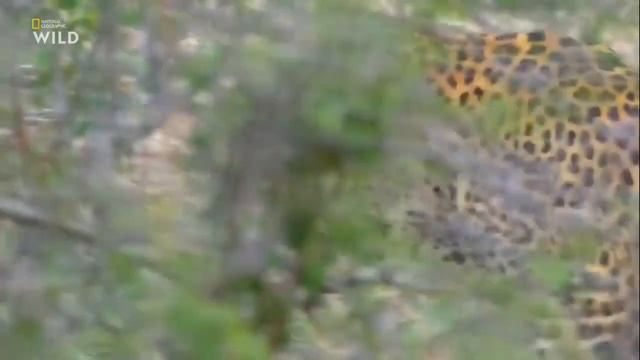 Царство леопардов Nat Geo Wild смотреть онлайн