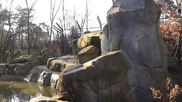 Loups zoo de Vincennes смотреть онлайн