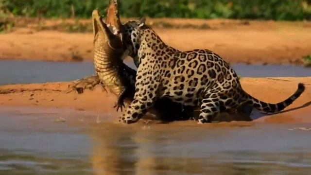 Ягуар в деле, животные Америки, как охотится ягуар, ягуар и леопард смотреть онлайн