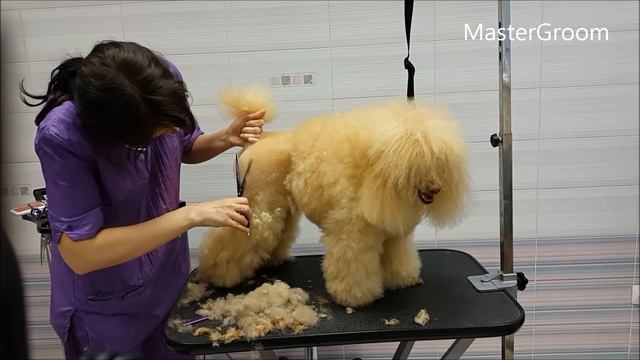 Стрижка пуделя - скандинавский лев. смотреть онлайн