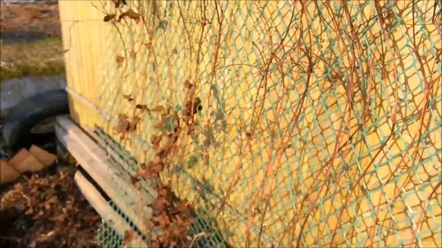 Клематисы - посадка и уход в открытом грунте смотреть онлайн