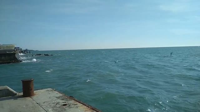 Чайки на море в шторм. смотреть онлайн
