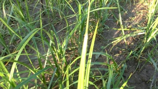 Тигровый орех (чуфа) два месяца после посадки. смотреть онлайн