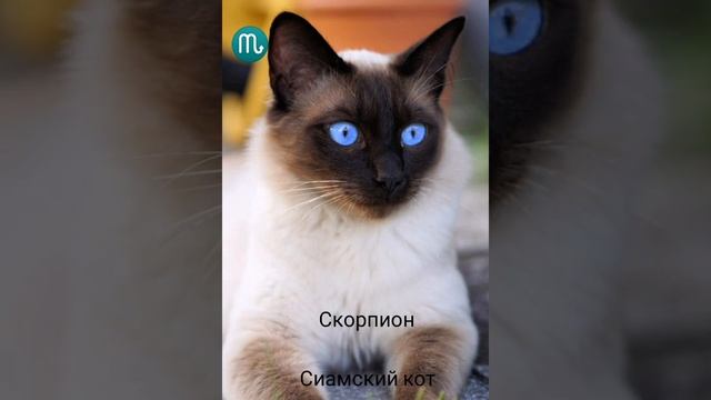 Какая порода кошек подходит вам по знаку зодиака!? смотреть онлайн