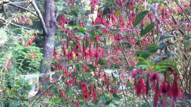 Hummingbirds in the Fuchsias смотреть онлайн